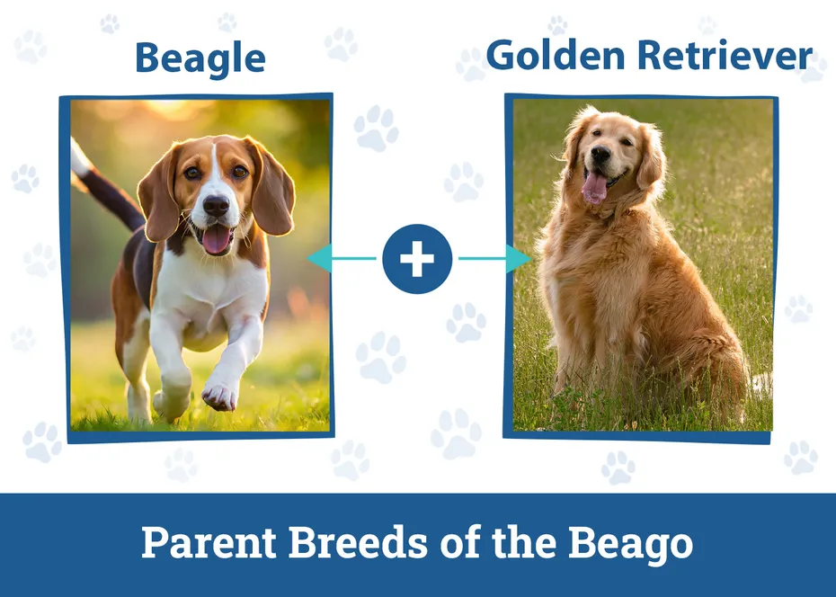 Parent Breeds of the Beago