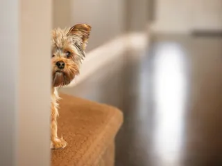 Do You Have a Scared Puppy? 6 Vet-Approved Tips on How to Help Them