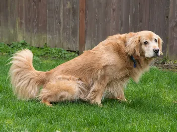 Why Is My Dog's Pee Green? 5 Vet Reviewed Reasons & What to Do