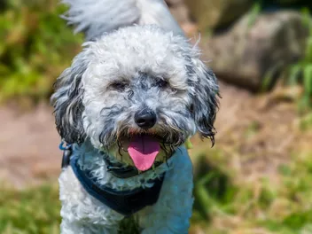 Bichon-Poo Mixed Dog: Breed Info, Pictures, Traits & Care