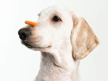 11 Foods That Naturally Support Your Dog’s Eyesight: Vet-Approved Options