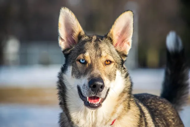 Heterochromia in Dogs: Different Colored Eyes Explained
