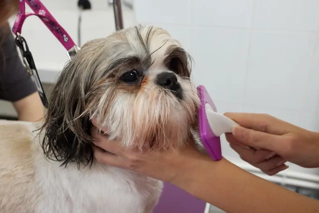 How Much Does Dog Grooming Cost in the UK? (2026 Price Guide)