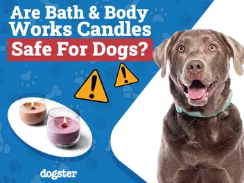 Are Bath & Body Works Candles Safe for Dogs? Vet-Verified Facts & Safety Guide