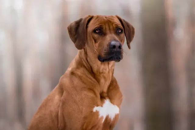 Are Rhodesian Ridgebacks Aggressive? Vet-Reviewed Facts & FAQ