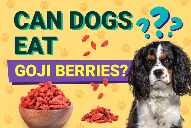 Can Dogs Eat Goji Berries? Vet-Verified Facts & FAQ