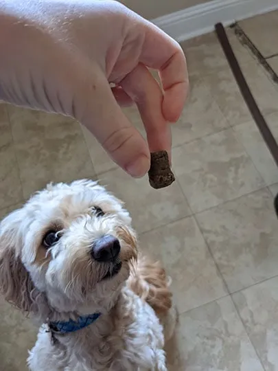 woman hand giving veritas farms calming chews to her dog
