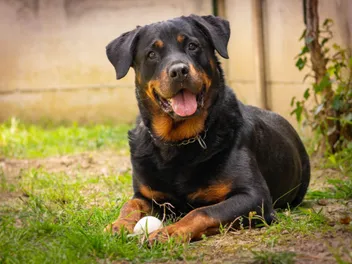 Do Rottweilers Growl When Happy? Vet-Verified Facts & Info
