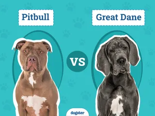 Pitbull vs Great Dane: The Differences (With Pictures)