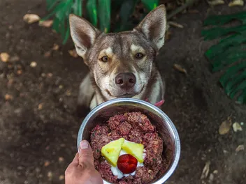 Raw Dog Food Diet Plan: Vet-Approved Guide to Get Started