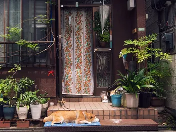 20 Unique Haiku Poems About Dogs