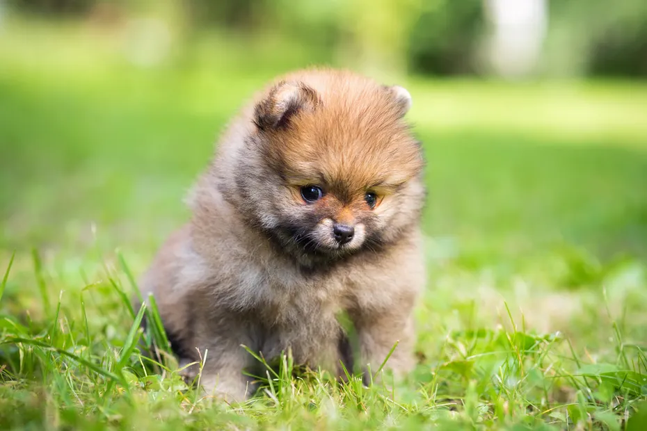 Small teacup Pomeranian puppy sitting in the grass