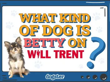 What Kind of Dog Is Betty on Will Trent? Interesting Facts & FAQ