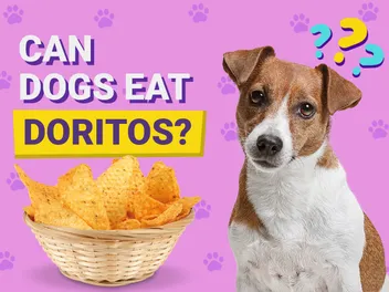 Can Dogs Eat Doritos? Vet-Reviewed Facts & FAQ
