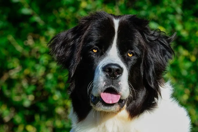 Landseer Dog Breed: Info, Pictures, Care & More