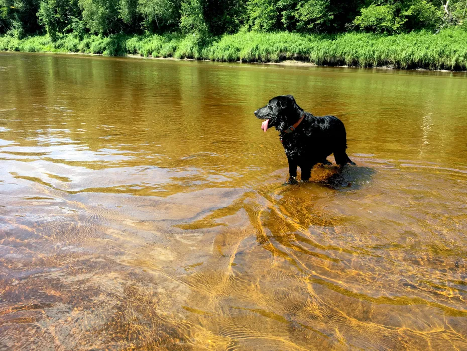 Black lab and german Shepherd dog mix standing on a sandbar