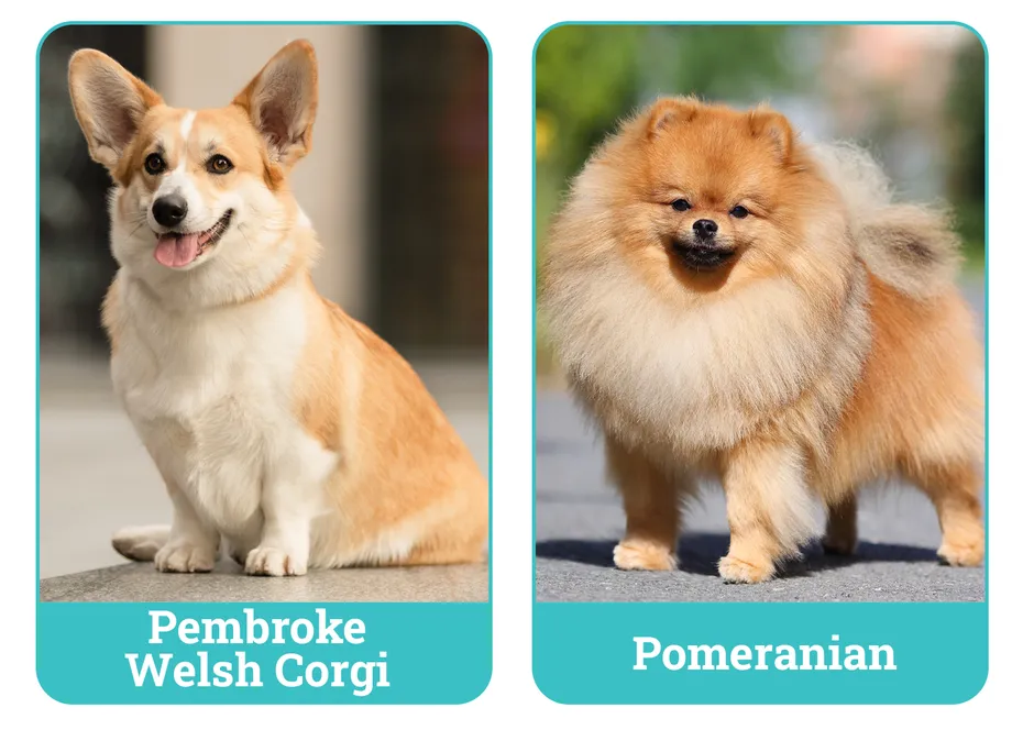 Pembroke Welsh Corgi vs Pomeranian