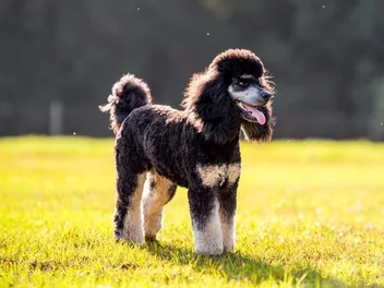Phantom Poodle: Info, Pictures, Origin & History