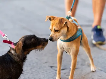How to Socialize an Adult Dog: 11 Vet-Verified Tips & Tricks