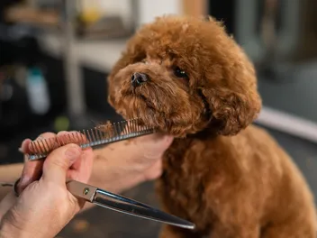 Poodle Grooming Styles: 7 Popular Poodle Cuts