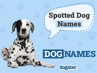 100 Spotted Dog Names for Your Multicolored Pup