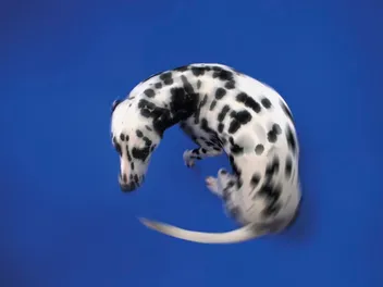How to Teach a Dog to Spin: 5 Easy, Vet-Approved Tips