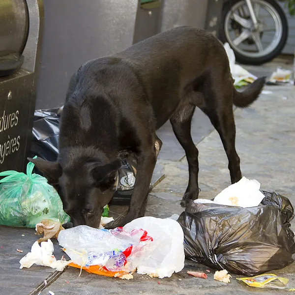 toxic foods for dogs