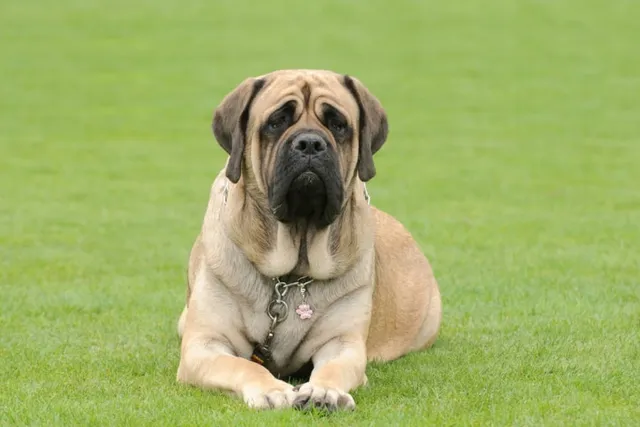Is a Mastiff Good for a First-Time Dog Owner? Care & Traits Explained