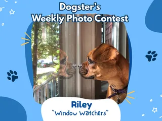 Dogster’s Weekly Photo Contest Winners: Window Watchers (May 11, 2026)