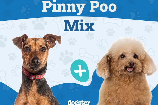 Pinny-Poo (Miniature Pinscher & Miniature Poodle Mix): Info, Pictures & Care