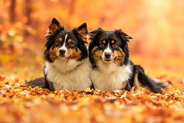 Miniature American Shepherd: Breed Info, Pictures, Facts & History