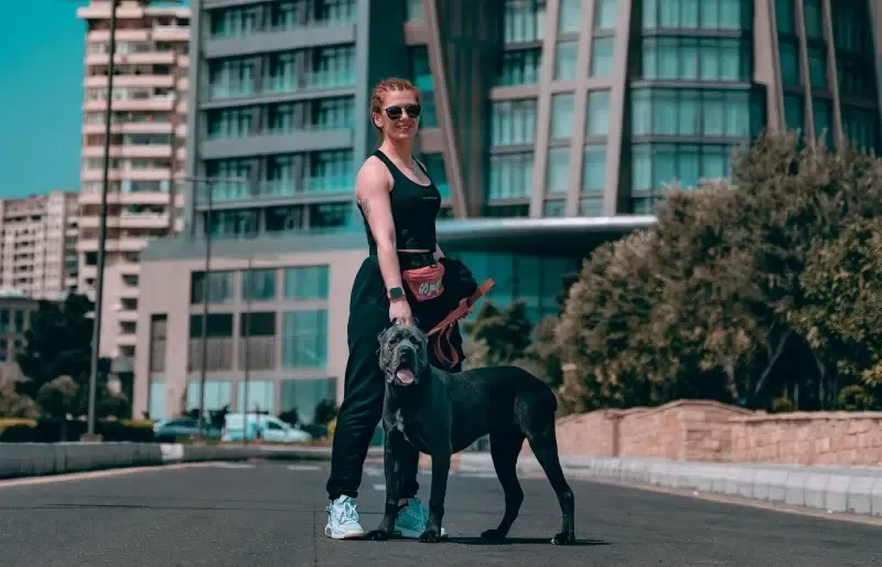 woman walking a leashed cane corso out in the street