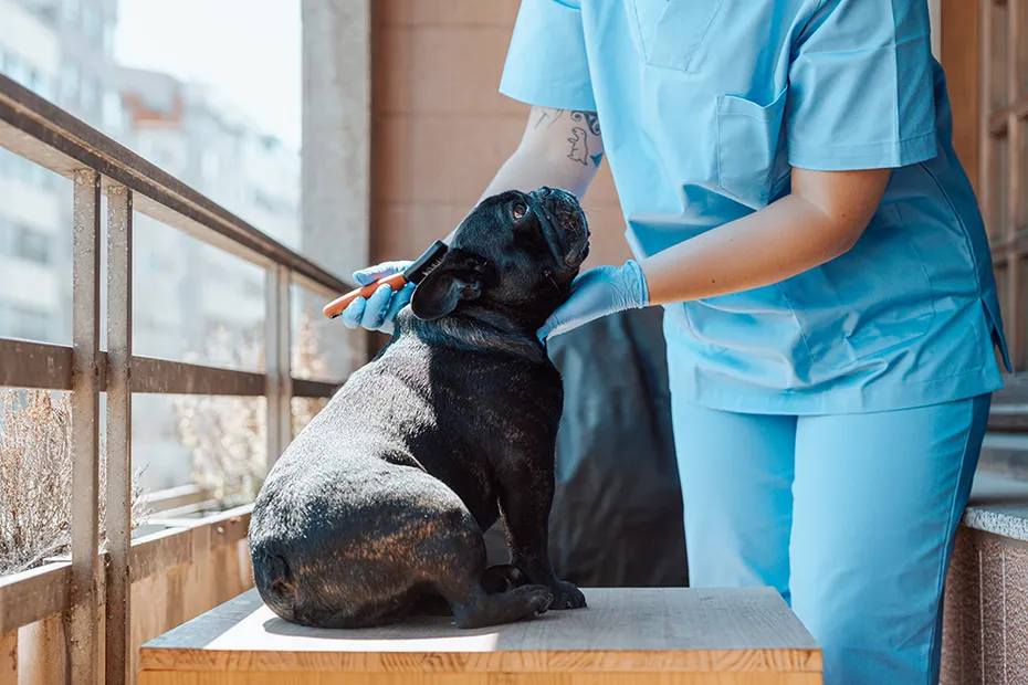 pet sitter brushing a french bulldog at the balcony