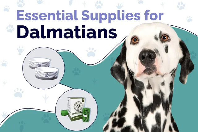 20 Essential Dalmatian Supplies to Get You Started: 2026 Guide
