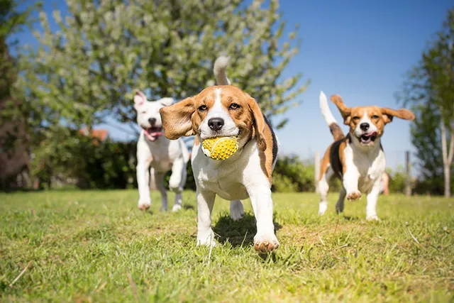 6 Signs Of Healthy Dog Play & How To Encourage It (Vet Approved)