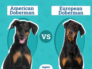 American vs European Doberman: Main Differences (With Pictures)