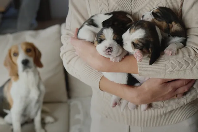 How Many Puppies Do Beagles Have? Our Vet's Pregnancy Guide