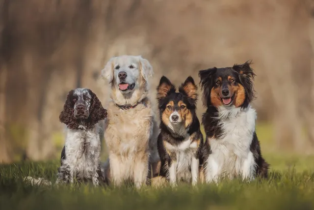 Will Dogs Ever Go Extinct? Why Some Breeds Disappeared