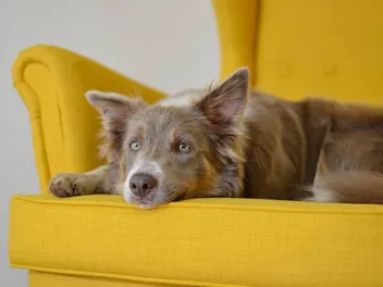 How to Clean Dog Vomit From a Couch: 5 Ideas & Tips (With Pictures)