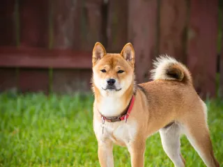 16 Primitive Dog Breeds: Info, Pictures & History