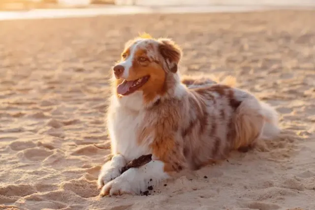 Top 10 Dog-Friendly Beaches in Galveston, TX in 2026