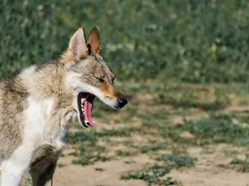 What to Do If My Dog Is Choking? 4 Vet-Approved Steps