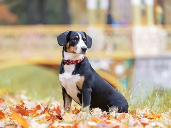 Entlebucher Mountain Dog Breed: Info, Pictures, Origin & Traits