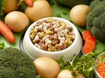 How to Choose the Best Vegan Dog Food in 2026 - Complete Guide