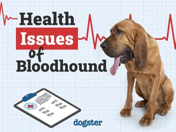 10 Common Bloodhound Health Issues: Our Vet Explains