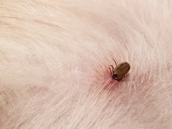 What Does a Tick Bite Look Like on a Dog & Next Steps to Take (Vet Approved)