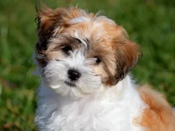 Cock-A-Tzu (Cocker Spaniel Shih Tzu Mix): Info, Pictures, Care & More