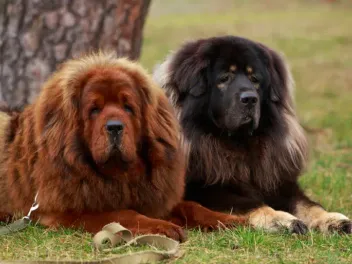 The World's Toughest Working Dogs Who Weren't Bred to Be Pets