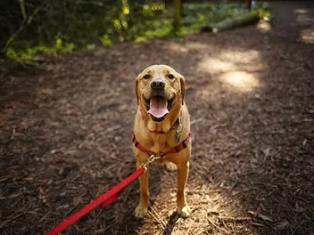 How to Help a Dog With Leash Manners: 10 Vet-Verified Tips