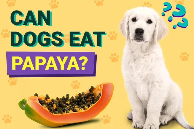 Can Dogs Eat Papaya? Vet-Verified Facts & FAQ